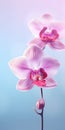 Minimalist Orchid Mobile Wallpaper For Sumptuous And Samsung Q70t Royalty Free Stock Photo
