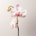 Minimalist Orchid: Photorealistic Detailing With Vibrant Light And Shadow