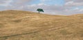Minimalist panorama of a rolling hilly plowed field with solitary suber cork oak tree, Quercus Suber, captured at Royalty Free Stock Photo