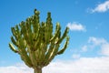 Minimalist pattern of tall cactus tree growing freely and wild.