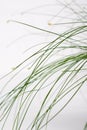 Minimalist photo of green grass, floral artistic photo, on white background.