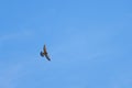 Minimalist photograph of Kestrel (Falco tinnunculus) with wings spread and blue sky background Royalty Free Stock Photo