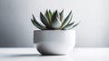 A Minimalist Photograph Of A Single Succulent In A White Pot. Ge Royalty Free Stock Photo