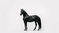 Minimalist photography of a black horse