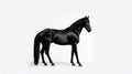 Minimalist photography of a black horse Royalty Free Stock Photo