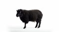 Minimalist photography of a black sheep