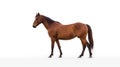 Minimalist photography of a brown horse Royalty Free Stock Photo