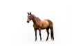 Minimalist photography of a brown horse Royalty Free Stock Photo