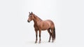 Minimalist photography of a brown horse Royalty Free Stock Photo