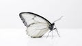 Minimalist photography of a butterfly Royalty Free Stock Photo