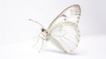 Minimalist photography of a butterfly Royalty Free Stock Photo
