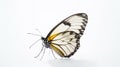 Minimalist photography of a butterfly Royalty Free Stock Photo