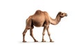 Minimalist photography of a camel Royalty Free Stock Photo