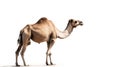 Minimalist photography of a camel Royalty Free Stock Photo