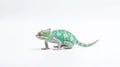 Minimalist photography of a chameleon Royalty Free Stock Photo