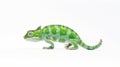 Minimalist photography of a chameleon Royalty Free Stock Photo