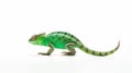 Minimalist photography of a chameleon