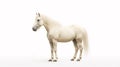 Minimalist photography of a cream horse Royalty Free Stock Photo