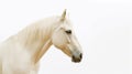 Minimalist photography of a cream horse Royalty Free Stock Photo