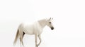 Minimalist photography of a cream horse Royalty Free Stock Photo