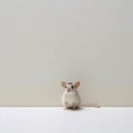 Minimalist Photography Of A Cute Rat