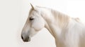 Minimalist photography of a horse Royalty Free Stock Photo