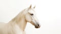 Minimalist photography of a horse Royalty Free Stock Photo