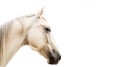 Minimalist photography of a horse Royalty Free Stock Photo