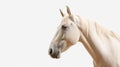 Minimalist photography of a horse