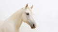 Minimalist photography of a horse