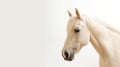 Minimalist photography of a horse Royalty Free Stock Photo