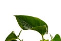 Minimalist photography of leaves of a plant contrasting the intense green with the white background