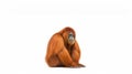 Minimalist Photography of an orangutan isolated clear white background