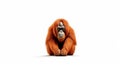 Minimalist Photography of an orangutan isolated clear white background