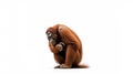 Minimalist Photography of an orangutan isolated clear white background