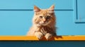 Minimalist Photography: Pinkish Brown Kitten In Sky-blue And Orange