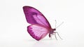 Minimalist Photography of a purple butterfly isolated clear white background Royalty Free Stock Photo