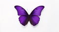 Minimalist Photography of a purple butterfly isolated clear white background Royalty Free Stock Photo