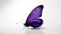 Minimalist Photography of a purple butterfly isolated clear white background Royalty Free Stock Photo