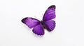 Minimalist Photography of a purple butterfly isolated clear white background Royalty Free Stock Photo