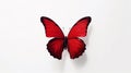 Minimalist Photography of a red butterfly isolated clear white background Royalty Free Stock Photo