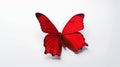 Minimalist Photography of a red butterfly isolated clear white background Royalty Free Stock Photo