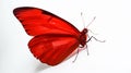 Minimalist Photography of a red butterfly isolated clear white background Royalty Free Stock Photo