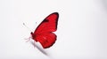 Minimalist Photography of a red butterfly isolated clear white background Royalty Free Stock Photo