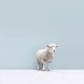 Minimalist Photography: Small Sheep In White Sand - Color Field Minimalism