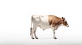 Minimalist photography of a white cow Royalty Free Stock Photo