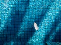 Minimalist picture of white feather bird floating blue ripped water in swimming pool with ceramic tile mosaic in background