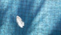 Minimalist picture of white feather bird floating blue ripped water in swimming pool with ceramic tile mosaic in background Royalty Free Stock Photo