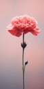 Minimalist Pink Carnation Mobile Wallpaper For Posh And Samsung Qn900a