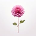 Minimalist Pink Dahlia Flower Vector Illustration